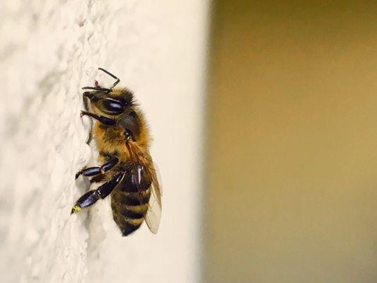 Honey Bee, one of hundreds on a local swarm (removed, given to bee keeper)