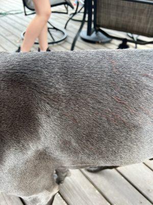 These are lacerations / scratches bleeding through his fur after he was brought home and given a bath.