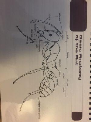 Anatomy of Ant