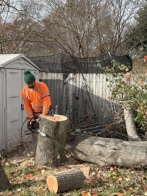 Paradise Tree Service