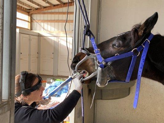 Jennifer working on Bentley's teeth