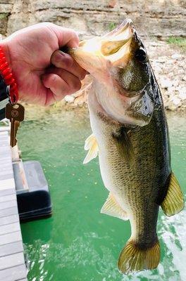 I caught (and released) this Largemouth Bass in Lake Travis using my GLoomis SJR 782/6'6" Medium Fast.