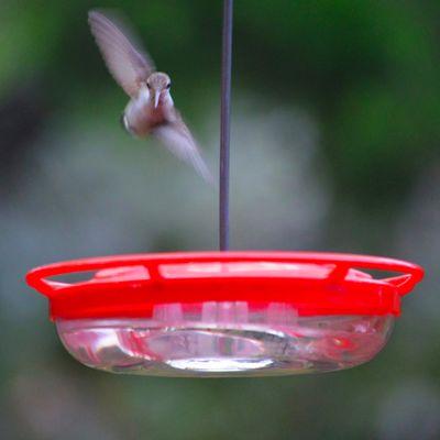 Central Texas Hummingbirds! High fives from Home Style Austin!