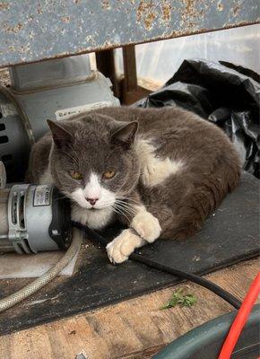 Pest control employee. Grey and white.