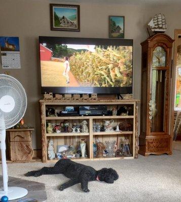 The TV stand. Our Standard Poodle is NOT for sale