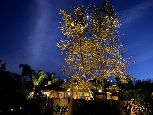 California Sycamore - R & C Tree Service