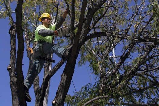 Arbor Masters Tree & Landscape tree professionals at work