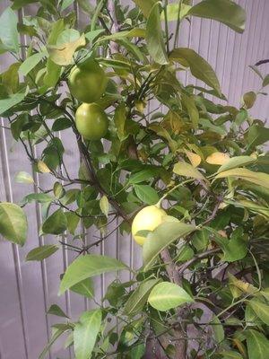 Live lemon tree in near cashier