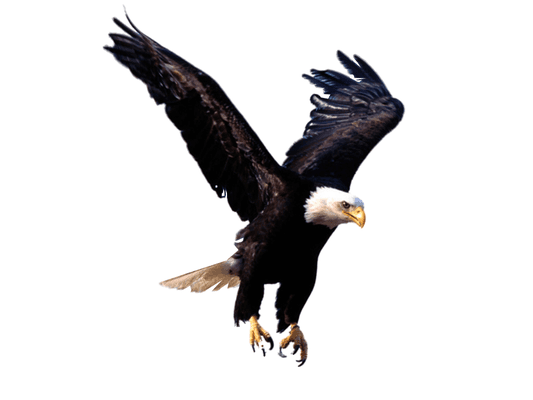 Eagle Express Courier Service