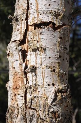 Tree Care Service Bark