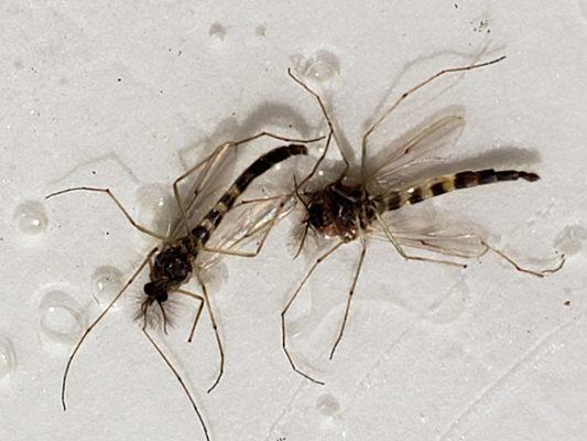 Midges look like mosquitos but are actually a type of fly.