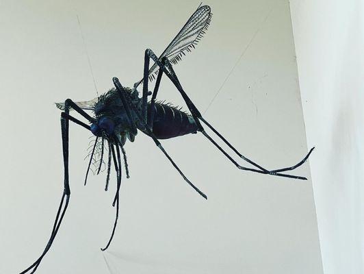 Giant mosquito