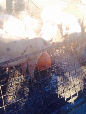 Eating recycled pumpkins!