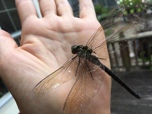 Dragonfly Gardens