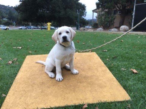 Puppy Class Student on Wobble Board