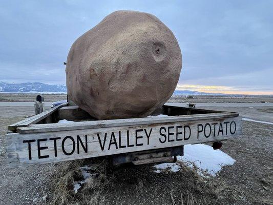 Seed Potato at Sunset