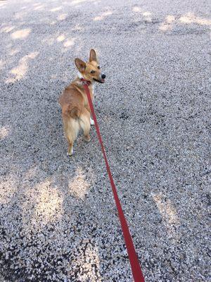 Aggieland Animal Health Center & the Pet Resort