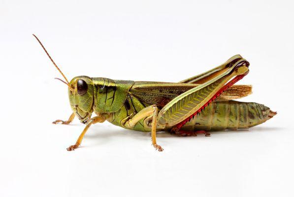 Got grasshoppers invading your home? Menifee Valley grasshopper pest control.