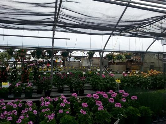 Brawner's Greenhouse