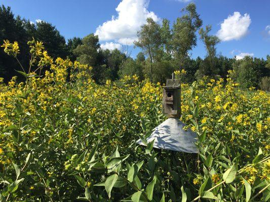 Bluebird nest box in Earl's Prairie