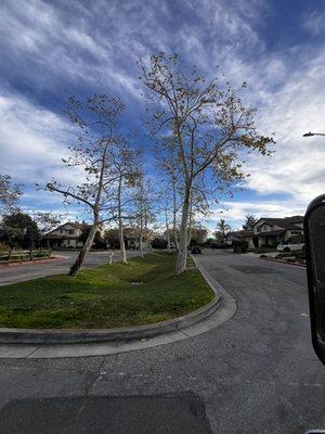 Crown reduction and structure prune on 8 Sycamores tree. Canopy raised 14ft for vehicle clearance.