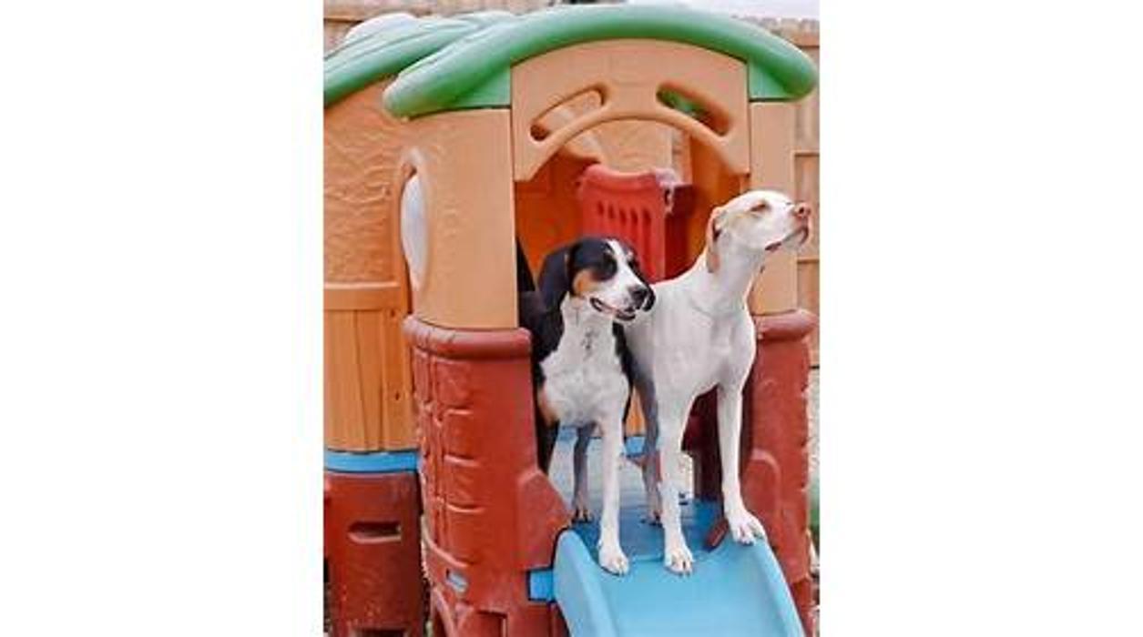 Hounds Lounge Pet Resort & Spa